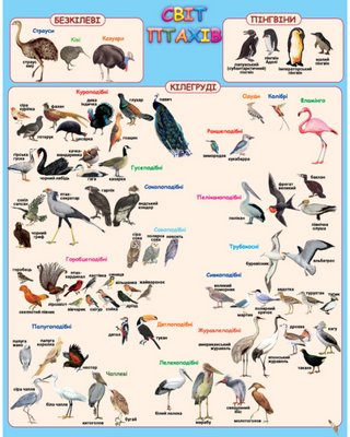Мій перший атлас світу з наліпками. Птахи